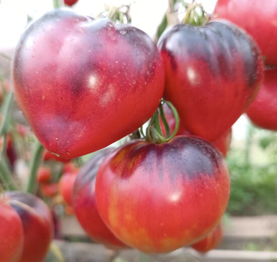 Черная магия